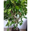 Kép 4/7 - Ficus Benjamina , fonott törzsű
