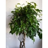 Kép 5/7 - Ficus Benjamina , fonott törzsű
