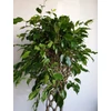 Kép 6/7 - Ficus Benjamina , fonott törzsű