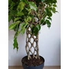 Kép 7/7 - Ficus Benjamina , fonott törzsű