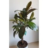 Kép 2/6 - Ficus Melany