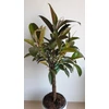 Kép 5/6 - Ficus Melany