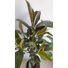 Kép 6/6 - Ficus Melany