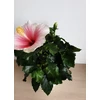 Kép 2/4 - Hibiszkusz - Geisha