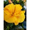 Kép 1/4 - Hibiszkusz - Jazz