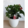 Kép 2/6 - Hibiszkusz petit rose
