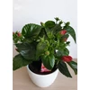 Kép 3/6 - Hibiszkusz petit rose
