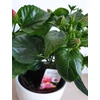 Kép 4/6 - Hibiszkusz petit rose