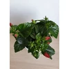 Kép 5/6 - Hibiszkusz petit rose
