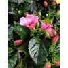 Kép 6/6 - Hibiszkusz petit rose