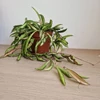 Kép 2/3 - Hoya_Wayetii_Tricolor_