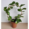 Kép 1/3 - Hoya - Viszavirág