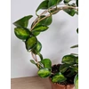 Kép 2/3 - hoya_variegata_1