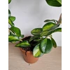 Kép 3/3 - hoya_variegata_1