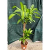 Kép 1/4 - Illatos_sarkanyfa_Dracaena_fragrans_1