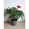 Kép 1/2 - Jatropha Multifida (korall növény)