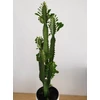 Kép 2/5 - Euphorbia Trigona