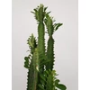 Kép 3/5 - Euphorbia Trigona