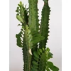 Kép 4/5 - Euphorbia Trigona