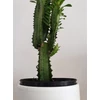 Kép 5/5 - Euphorbia Trigona