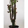 Kép 2/5 - Euphorbia Trigona Rubra