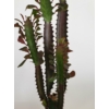Kép 3/5 - Euphorbia Trigona Rubra
