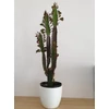 Kép 1/5 - Euphorbia Trigona Rubra