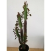 Kép 4/5 - Euphorbia Trigona Rubra