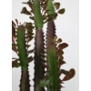 Kép 5/5 - Euphorbia Trigona Rubra