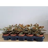 Kép 2/6 - Kalanchoe_orgyalis