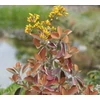 Kép 1/6 - Kalanchoe_orgyalis