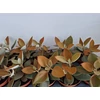 Kép 3/6 - Kalanchoe_orgyalis