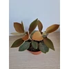 Kép 4/6 - Kalanchoe_orgyalis