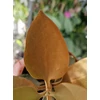 Kép 5/6 - Kalanchoe_orgyalis