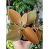 Kép 6/6 - Kalanchoe_orgyalis
