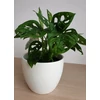 Kép 1/3 - Monstera adansonii 