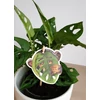 Kép 3/3 - Monstera adansonii 