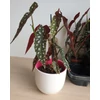 Kép 1/6 - Begónia Silver Spot, Pöttyös levelű begonia 