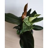 Kép 2/4 - Philodendron Birkin és Philodendron Imperial Red összeültetés