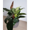 Kép 1/4 - Philodendron Birkin és Philodendron Imperial Red összeültetés