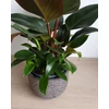 Kép 3/4 - Philodendron Birkin és Philodendron Imperial Red összeültetés