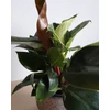 Kép 4/4 - Philodendron Birkin és Philodendron Imperial Red összeültetés