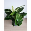 Kép 1/3 - Philodendron Birkin-Philodendron White Wave