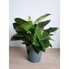 Kép 2/3 - Philodendron Birkin-Philodendron White Wave