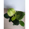 Kép 3/3 - Philodendron Birkin-Philodendron White Wave
