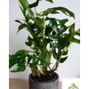 Kép 2/2 - Philodendron minima