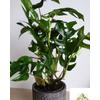 Kép 2/2 - Philodendron minima