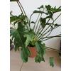 Kép 2/2 - Philodendron Xanadu
