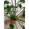 Kép 1/2 - Philodendron Xanadu