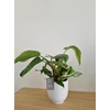 Kép 1/6 - Philodendron White Princess kaspóban